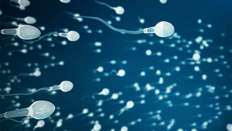 Sperm approaching egg cell, ovum. natural fertilization - close-up view. Conception, the beginning of a new life.