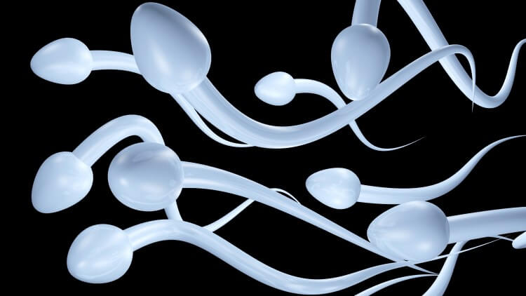 Sperm cells illustration